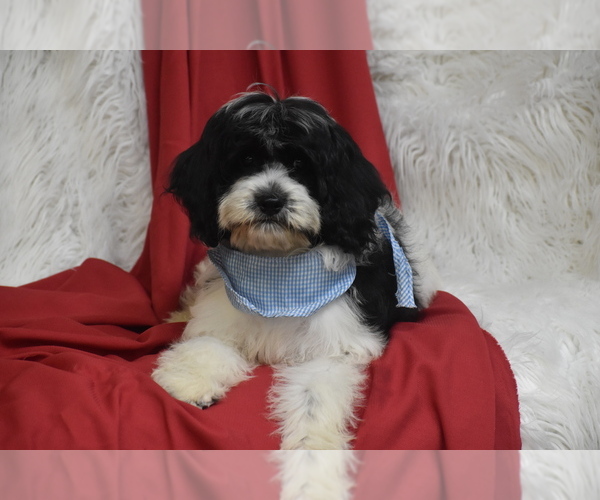 Medium Photo #2 Cavachon Puppy For Sale in ELDORADO, OH, USA