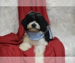 Reese - Male Cavachon Puppy for Sale - Photo #2