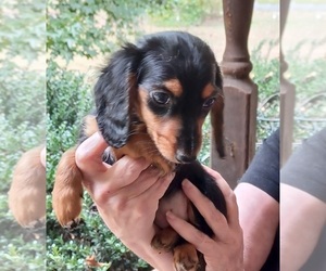 Dachshund Puppy for sale in Six Mile, SC, USA