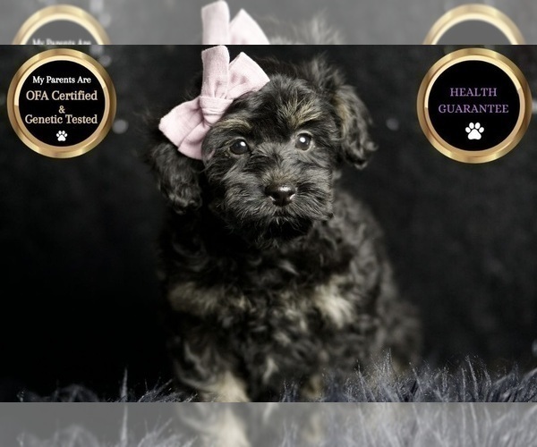Medium Photo #16 Morkie Puppy For Sale in WARSAW, IN, USA