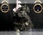 Puppy Buzzy Morkie