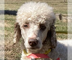Poodle (Standard) Dogs for adoption in Pacolet, SC, USA