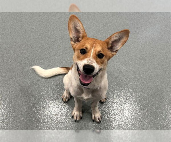 Medium Photo #1 Mutt Puppy For Sale in Moreno Valley, CA, USA