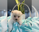 Small #2 Pomeranian