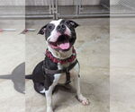 Small #5 American Pit Bull Terrier Mix