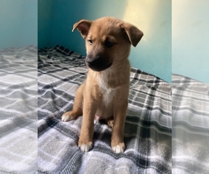 Miniature Australian Shepherd-Shiba Inu Mix Puppy for sale in ANDERSON, IN, USA