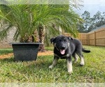 Puppy 1 German Shepherd Dog-Siberian Husky Mix