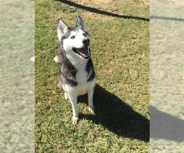 Medium Photo #1 Siberian Husky Puppy For Sale in Grovetown, GA, USA