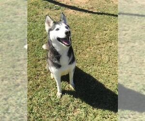 Siberian Husky Dogs for adoption in Grovetown, GA, USA