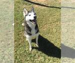 MARY BETH - Female Siberian Husky Dog for Adoption - Small photo