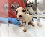 Small Labrador Retriever
