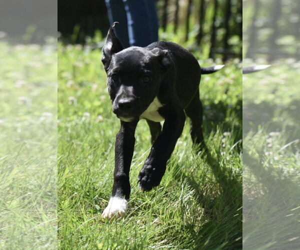 Medium Photo #5 Shepradors Puppy For Sale in Mechanicsburg, PA, USA