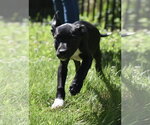 Small #4 Shepradors