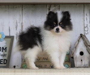 Medium Pomeranian