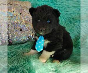 Siberian Husky Puppy for sale in TERRE HAUTE, IN, USA