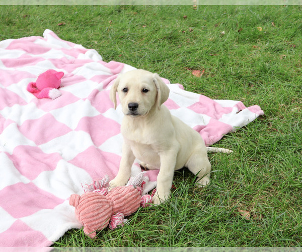 Medium Photo #5 Labrador Retriever Puppy For Sale in SYRACUSE, IN, USA