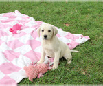 Rhea - Female Labrador Retriever Puppy for Sale - Photo #5