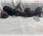 Image preview for Ad Listing. Nickname: Black lab