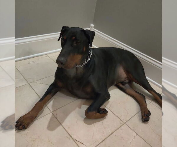 Medium Photo #1 Doberman Pinscher Puppy For Sale in Minneaoplis, MN, USA