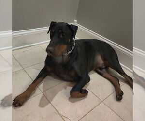 Doberman Pinscher Dogs for adoption in Minneaoplis, MN, USA