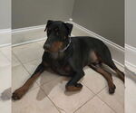 Small Doberman Pinscher
