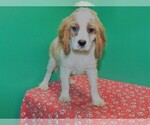 Small Photo #1 Cock-A-Poo Puppy For Sale in PATERSON, NJ, USA