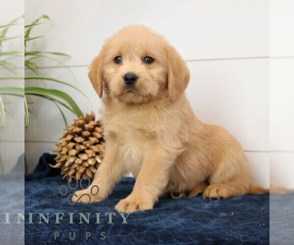 Medium Photo #3 Goldador Doodle Puppy For Sale in NARVON, PA, USA