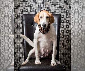 Mutt Dogs for adoption in North Myrtle Beach, SC, USA