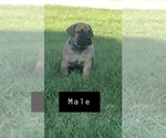 Small Photo #8 Bullmastiff Puppy For Sale in BOMBAY, MN, USA