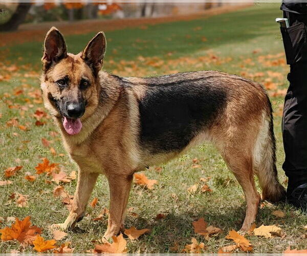 Medium Photo #6 German Shepherd Dog Puppy For Sale in Talladega, AL, USA
