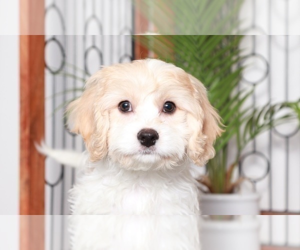 Medium Photo #4 Cavachon Puppy For Sale in NAPLES, FL, USA