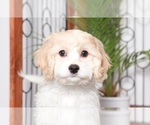 Small Photo #4 Cavachon Puppy For Sale in NAPLES, FL, USA