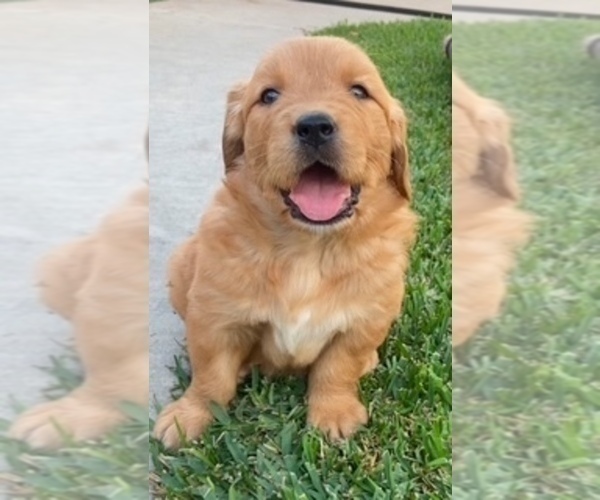Medium Photo #1 Golden Retriever Puppy For Sale in SANTA ANA, CA, USA