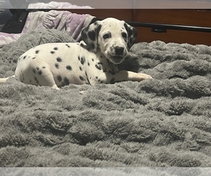 Dalmatian Puppy for sale in GAITHERSBURG, MD, USA