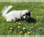 Small #1 Shih Tzu
