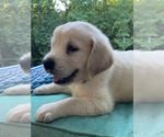 Small Photo #7 Golden Retriever Puppy For Sale in PIEDMONT, SC, USA