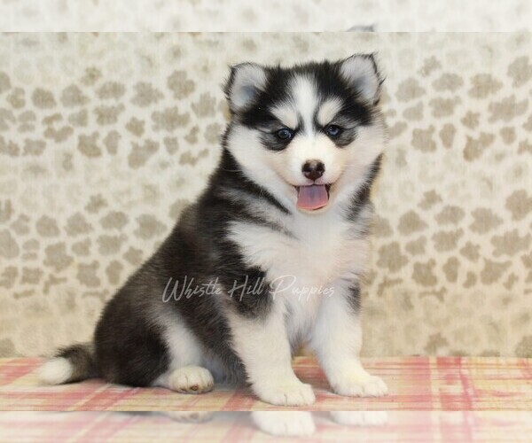 Medium Photo #4 Pomsky Puppy For Sale in DENVER, PA, USA