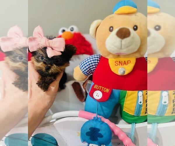 Medium Photo #21 Yorkshire Terrier Puppy For Sale in BEVERLY HILLS, CA, USA