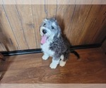 Small Photo #103 Bernedoodle (Miniature) Puppy For Sale in BLACK FOREST, CO, USA