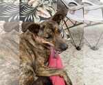 Small #8 Labrador Retriever-Spaniel Mix