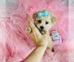 Small #12 Poodle (Toy)