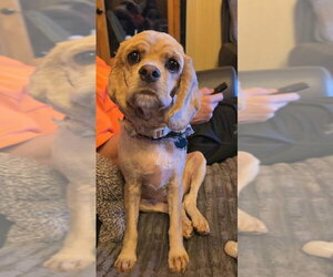 Miss Lulu - Female Cocker Spaniel Dog for Adoption - Photo #2