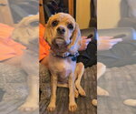 Small Photo #2 Cocker Spaniel Puppy For Sale in Aurora, IN, USA