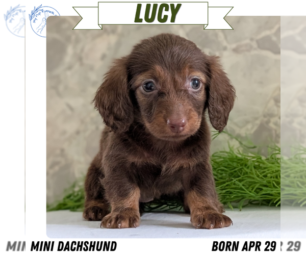 Medium Photo #1 Dachshund Puppy For Sale in GOSHEN, IN, USA