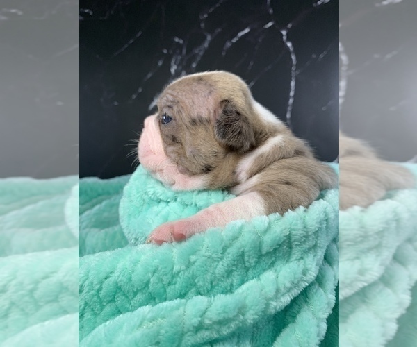 Medium Photo #38 Boston Terrier Puppy For Sale in TULARE, CA, USA