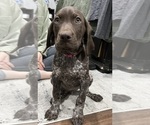 Small #3 German Shorthaired Pointer