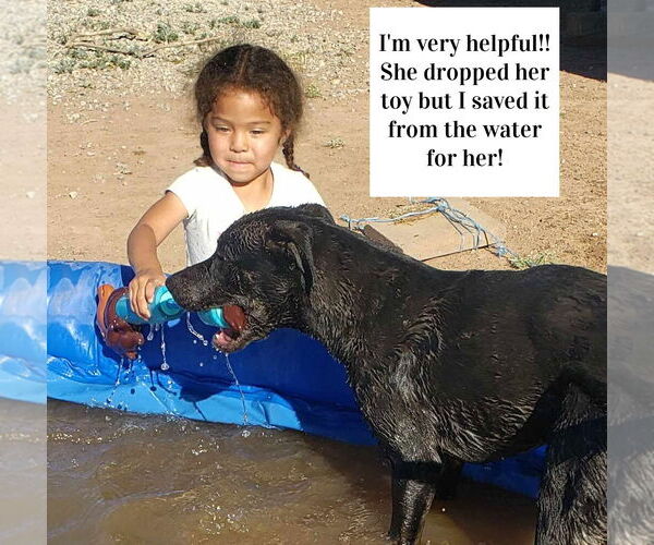 Medium Photo #3 American Pit Bull Terrier-Unknown Mix Puppy For Sale in Peralta, NM, USA