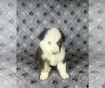 Puppy Boy Two Australian Shepherd