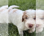 Small Photo #4 Australian Shepherd-Unknown Mix Puppy For Sale in Sandy, UT, USA