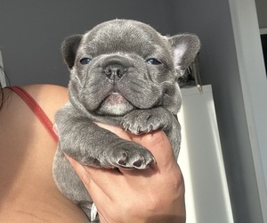 Medium French Bulldog